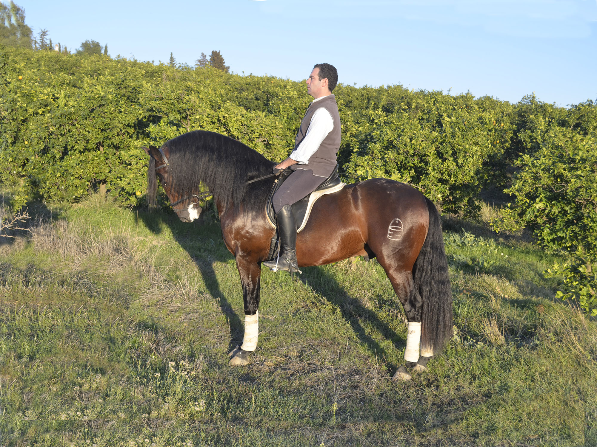 Caballo en Venta